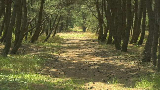 「ちょっと角があるような」市街地で「シカ」目撃情報相次ぐ…なぜ?専門家に聞くと「オスは基本的には単独で行動」|TBS NEWS DIG