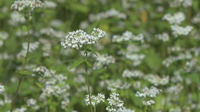 石川県内・今季一番の冷え込み 白山ろくに「白いじゅうたん」 ソバの花|TBS NEWS DIG