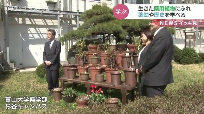薬用植物30種類を一般公開…生きた薬用植物と薬効や歴史を学ぶ機会に　富山大学薬学部　|　富山のニュース｜天気・防災｜チューリップテレビ