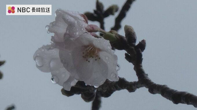雨のなか長崎県で桜開花発表　平年よりも2日早い開花　|　長崎のニュース | 天気 | NBC長崎放送