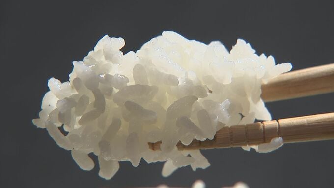きょうも完売続出「備蓄米」おいしく食べるコツを五ツ星マイスターに聞いてみると「下処理の段階が1つ大きなポイント」実際に食べてみた　|　BSSニュース | BSS山陰放送