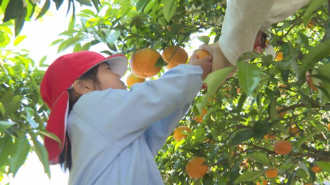 初夏の訪れ告げる夏みかん 園児が収穫楽しむ　|　山口のニュース・天気・防災｜tys NEWS｜ｔｙｓテレビ山口
