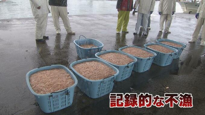 寒ブリ豊漁、シロエビ不漁「海底地すべりで数を減らしたか」専門家の分析　富山湾の異変　|　富山のニュース｜天気・防災｜チューリップテレビ