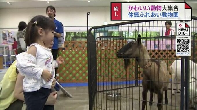 涼しい室内で動物と触れあい　ファボーレで「体感ふれい動物園」　ヘビとの記念撮影や世界のネコ　富山　|　富山のニュース｜天気・防災｜チューリップテレビ