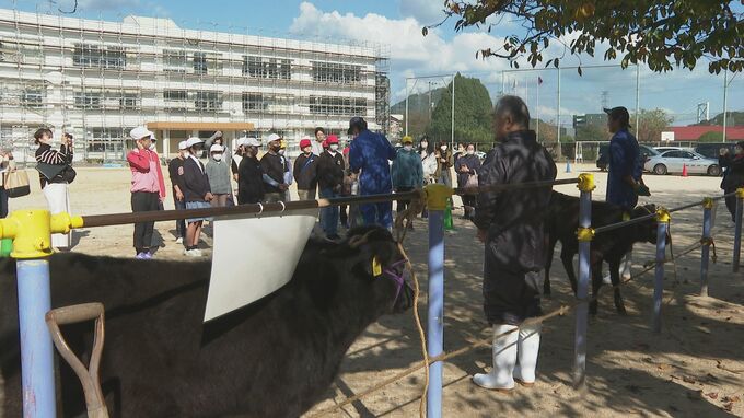 聴診器を使って自分の心音と子牛の心音を聞き比べ　畜産ふれあい体験学習|TBS NEWS DIG