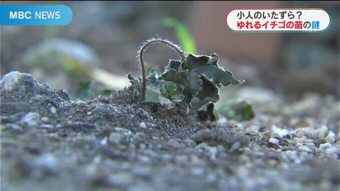 小人のしわざ？ゆらゆらと自ら揺れるイチゴの苗の謎　専門家も「想像つかない」　|　鹿児島のニュース｜MBC NEWS｜南日本放送