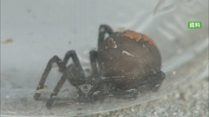 かまれると痛みや発熱など　毒グモのセアカゴケグモ発見　山梨県で4例目|TBS NEWS DIG