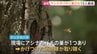 10代未満から50代の男女15人がアシナガバチに刺される　全員意識あり軽傷　巣は消防が取り除く　茨城・つくば市の遊歩道|TBS NEWS DIG