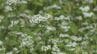 石川県内・今季一番の冷え込み 白山ろくに「白いじゅうたん」 ソバの花　|　石川県のニュース｜MRO北陸放送