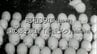 .謎の郷土玩具「肥後ブタ」【昭和39年・1964年】～RKKニュースミュージアム～ 熊本　|　熊本のニュース｜RKK NEWS｜RKK熊本放送