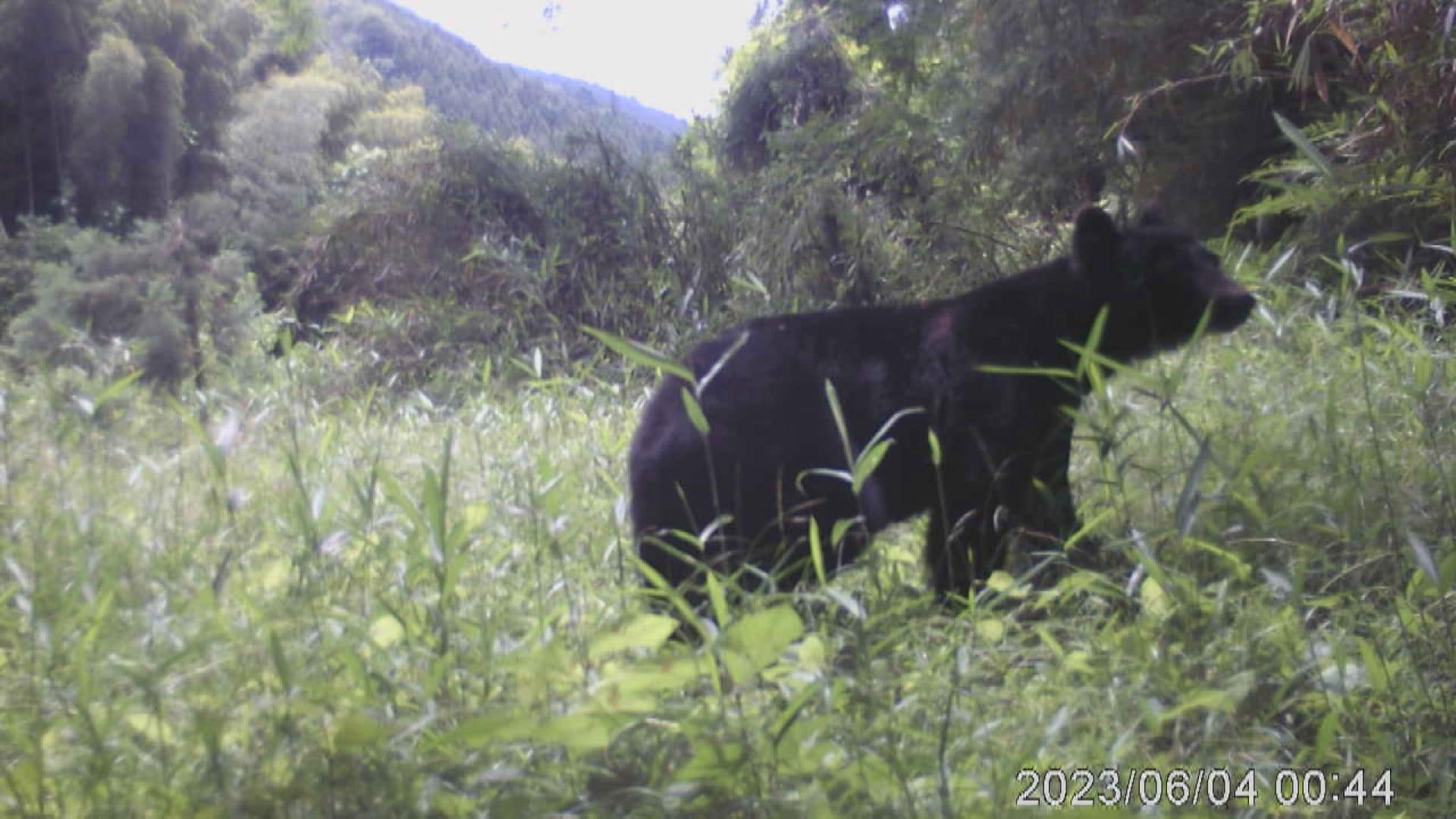 里山の放棄や農地の減少で、人とクマの生息域が近づいた」 人間の生活