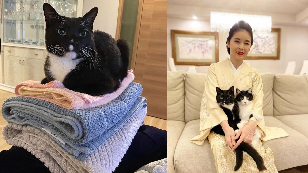 ねこ】藤あや子さんの愛猫・マル 「真打ち感」高く積まれたタオルの上