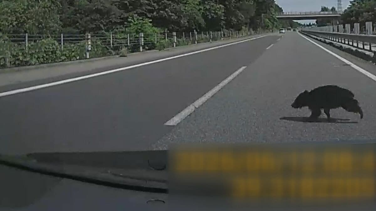 高速道でクマと衝突してしまったらどうすればいい？止まる？進む？生存確認する？車…