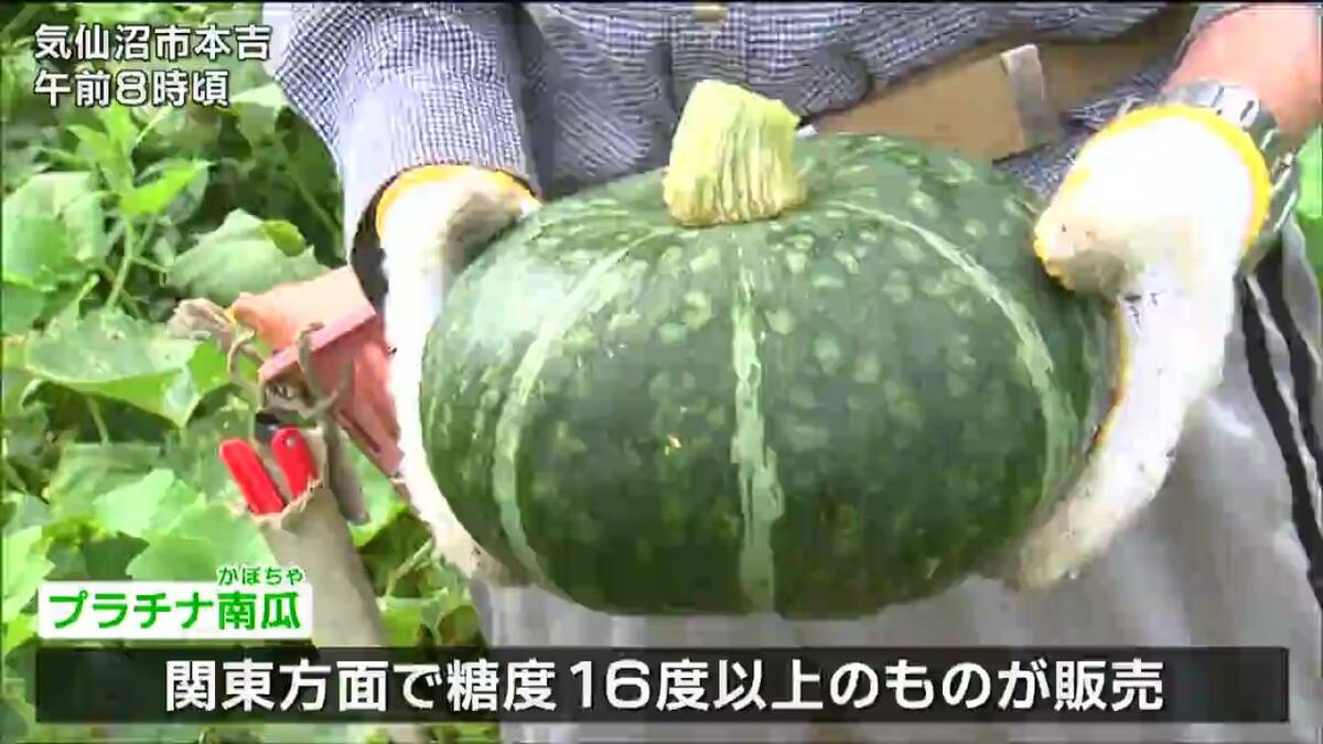 45正南瓜墩（かぼちゃ） 糖度“16度”以上で高品質「プラチナかぼちゃ」の出荷始まる 宮城