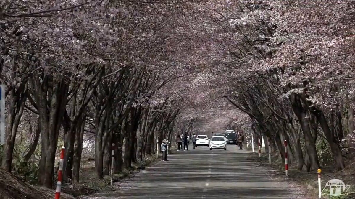 青い空と春色に染まる桜並木 岩木山の麓を彩る約5000本の「オオ
