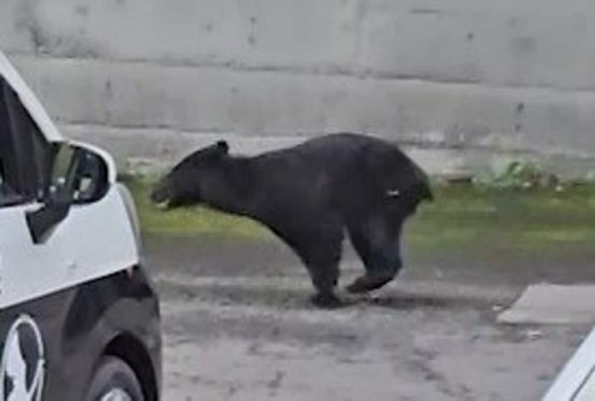 img_14e6beb6df231f96f4289d7e16