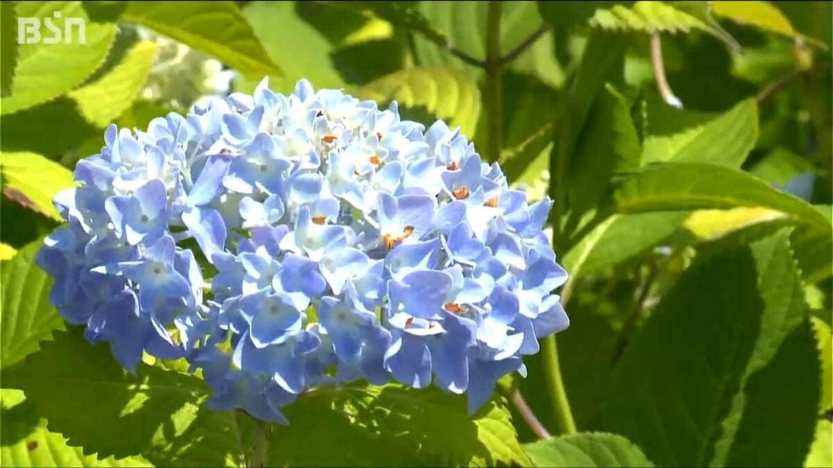 サムネイル_「鮮やかな青で心が涼しくなる」国営越後丘陵公園のアジサイ見頃 でも新潟県の梅雨入りはいつ?