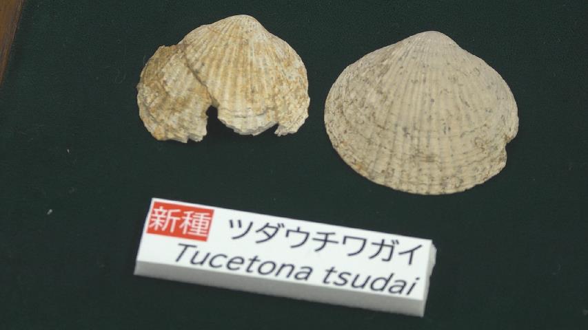 もう出ないと思っていた」約1600万年前“中新世”の二枚貝の化石3種が