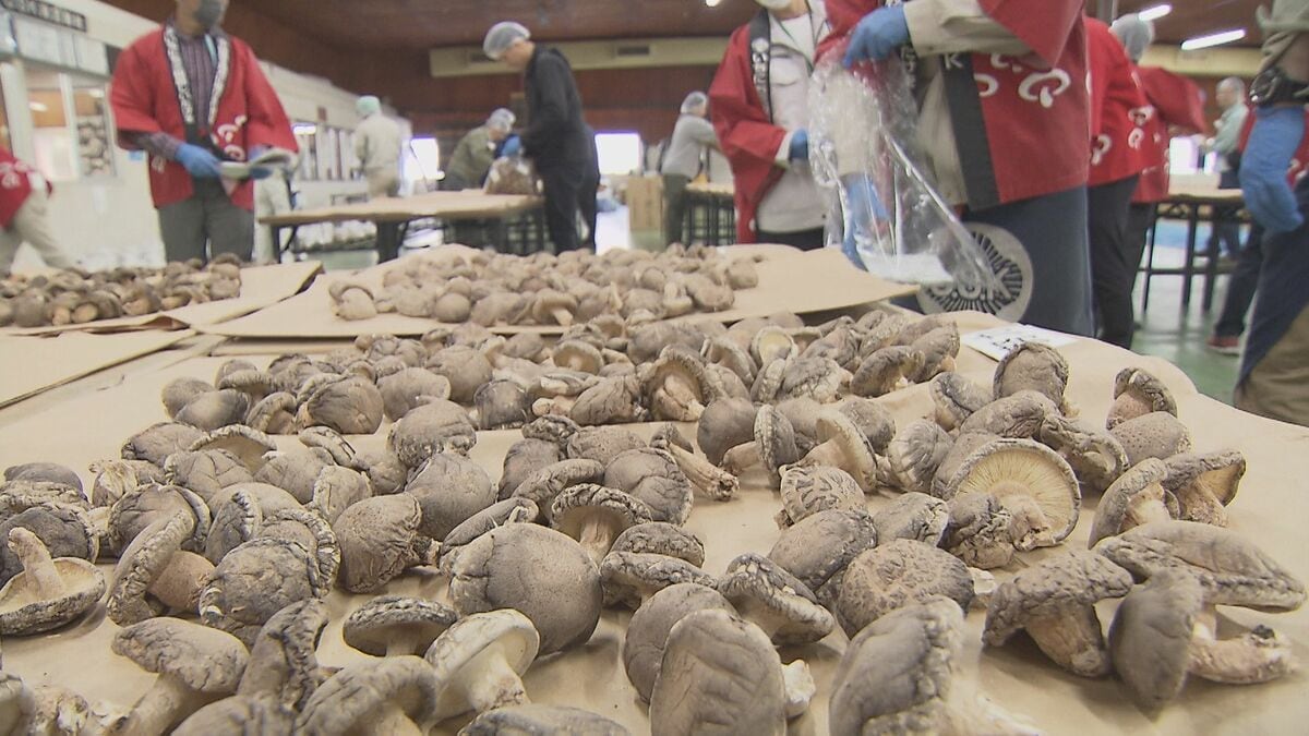大分県産乾椎茸の品評会　5部門550点を審査