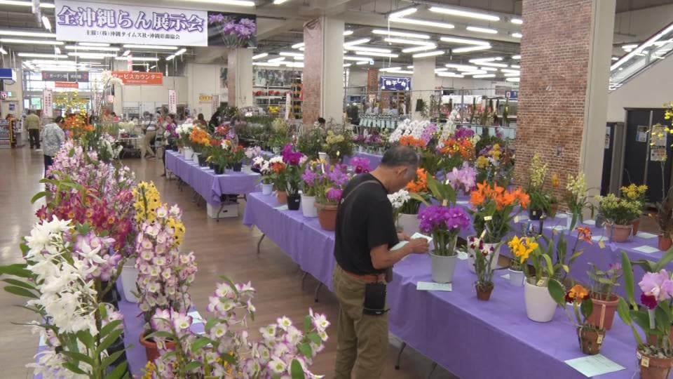 「全沖縄らん展示会」色とりどりの251点が勢揃い　12日午後5時まで