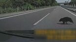 高速道でクマと衝突してしまったらどうすればいい？止まる？進む？生存確認する？車が動かなくなった場合は？保険はきくの？正しい対処法を県警高速道路交通警察隊に聞いてみた　岩手　|　IBC NEWS | IBC岩手放送