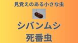 「チョコレートの中から虫!?」1匹のメスから50~100個の卵で増殖「シバンムシ」ってどんな虫?【対策・予防法は?】|TBS NEWS DIG