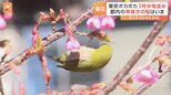 前日の強風が一転 東京はポカポカ 3月中旬並みの穏やかな陽気 都内の神社では桜がちらほら 来週は最低気温0℃の日も|TBS NEWS DIG