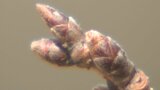 最新の桜開花予想 大分市は平年並みの3月23日 | 大分のニュース|OBS NEWS|大分放送