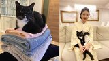 【ねこ】藤あや子さんの愛猫・マル　「真打ち感」高く積まれたタオルの上で堂々の香箱座り　フォロワー大喜利「するってーと何かい」|TBS NEWS DIG