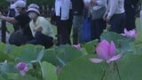 「がんばって早起きしました」夜明けとともに開くハスを眺めて優雅な時間 岡山後楽園で年に一度の「観蓮節」【岡山】|TBS NEWS DIG
