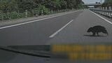 高速道でクマと衝突してしまったらどうすればいい？止まる？進む？生存確認する？車が動かなくなった場合は？保険はきくの？正しい対処法を県警高速道路交通警察隊に聞いてみた　岩手　|　IBC NEWS | IBC岩手放送