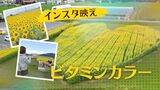 ハート型のひまわり畑 3万本を育てたのは75歳コンビ「みんなが幸せに」|TBS NEWS DIG