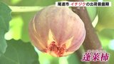 「皆さんにおいしいと言ってもらえるのが励み」 猛暑と少雨影響も・・・ 尾道市特産のイチジク 出荷最盛期迎える 広島|TBS NEWS DIG