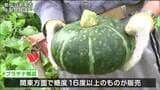 糖度“16度”以上で高品質「プラチナかぼちゃ」の出荷始まる 宮城・気仙沼市|TBS NEWS DIG