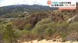 笠松山の17年前の火災後 植樹続ける男性 鎮火後に初めて山へ 愛媛県今治市の山林火災 | 愛媛のニュース - Nスタえひめ|あいテレビは6チャンネル