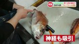 「高品質の鮮度が続く」魚を『締める』新技術 !! 水産業界に革命「セリで値段が4倍に」 | 熊本のニュース|RKK NEWS|RKK熊本放送