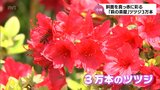 約3万本のツツジ　多くの行楽客が楽しむ　小林市野尻町「萩の茶屋」|TBS NEWS DIG