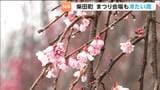船岡城址公園で「桜まつり」開幕　あいにくの雨もツアー客らが写真撮影を満喫　宮城・柴田町|TBS NEWS DIG