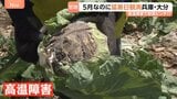 今シーズン初の猛暑日・大分県日田市と兵庫県豊岡市で35.3℃！暑さ前倒しで野菜が悲鳴 キャベツが茶色に…　そんな中、お得な野菜の穴場を発見！「安い！大歓迎」|TBS NEWS DIG