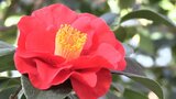 13か国600種類の花々がお出迎え 4年ぶり開幕セレモニーも 「三陸・大船渡つばきまつり」始まる 岩手・大船渡市|TBS NEWS DIG