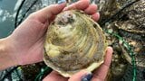 「まさか生き残っていたとは」きっかけは漁師がSNSに投稿した写真 研究員が衝撃を受けた「いるはずのない貝」|TBS NEWS DIG