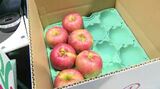 「十分満足してもらえる味に」凍霜害や猛暑で出荷量3割減を乗り越え　シナノスイートの出荷始まる|TBS NEWS DIG