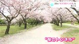 「日本のさくら名所100選」の一つ鏡野公園も満開に “桜のトンネル”見ごろ | 高知のニュース・天気|KUTV NEWS | KUTVテレビ高知