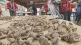 大分県産乾椎茸の品評会 5部門550点を審査 | 大分のニュース|OBS NEWS|大分放送