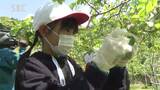 「おいしいリンゴにな～れ」小学生が遠足の一環で４年ぶりにリンゴの摘花作業を体験　【長野】　|TBS NEWS DIG