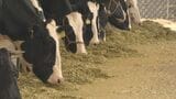 夏休み期間の消費減解消めざす　県産牛乳使用　コンビニ商品販売へ　|　沖縄のニュース｜RBC 琉球放送