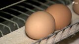 “安いニッポン”の殻を破る“国産卵”海外でも人気  高く売れるワケはストレスフリー⁉|TBS NEWS DIG