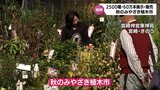 約2500種60万本が展示･販売　恒例「秋のみやざき植木市」　宮崎神宮東神苑で30日まで　|　MRTニュース ｜ ＭＲＴ宮崎放送