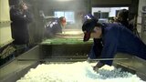 延岡市の清酒専門メーカーで新酒の仕込みが本格化 | MRTニュース | MRT宮崎放送