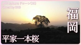 天空の桜 福岡県みやま市【JNN sakuraドローンDIG 2023】|TBS NEWS DIG